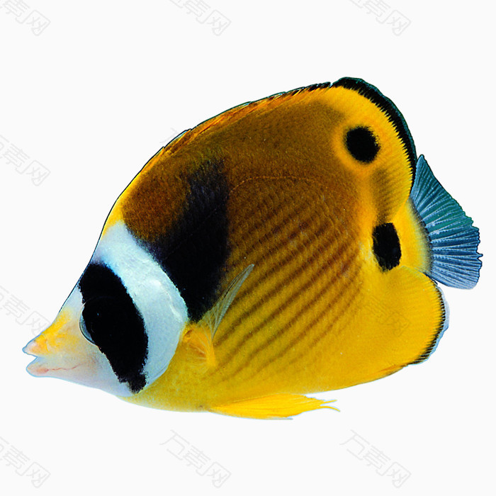 彩色热带鱼
