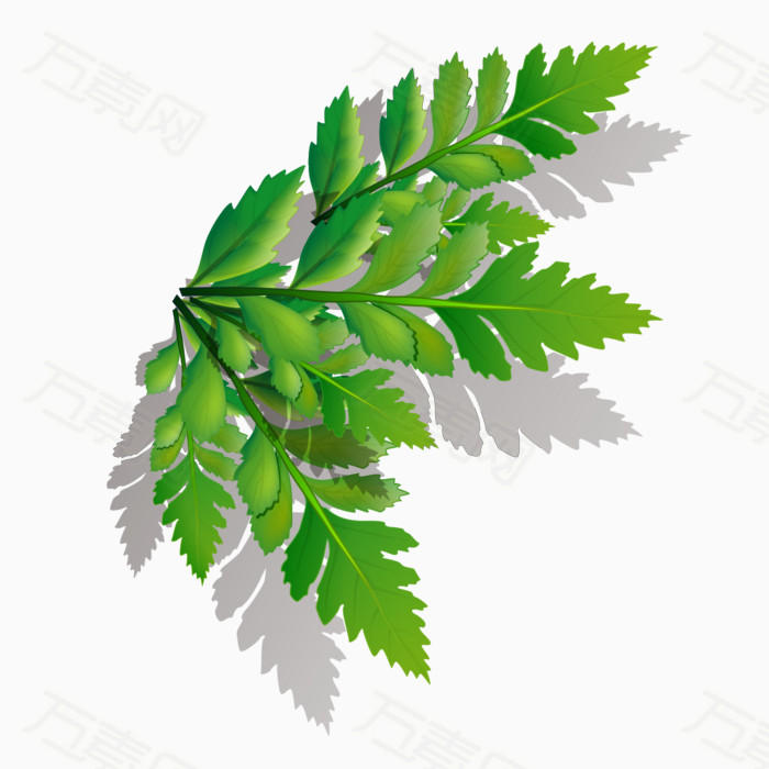 叶子 绿色植物 倒影 影子    