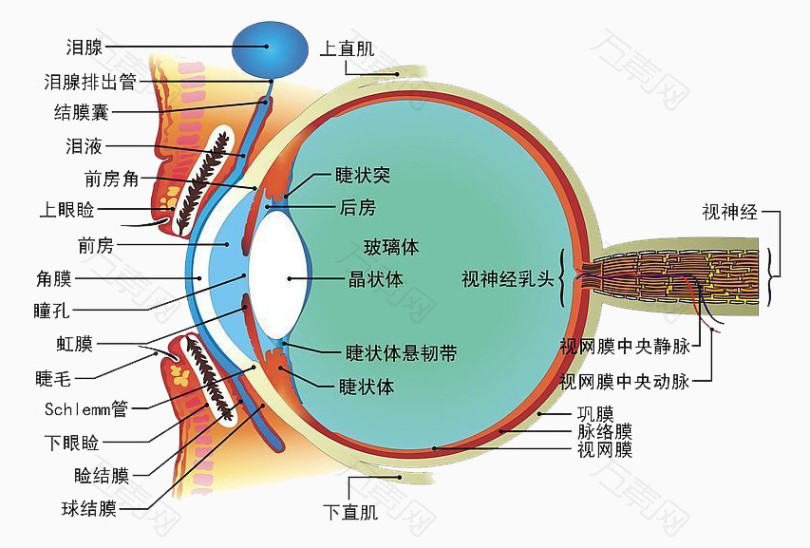 眼睛结构图_卡通手绘_853*577px_编号2040453_png格式