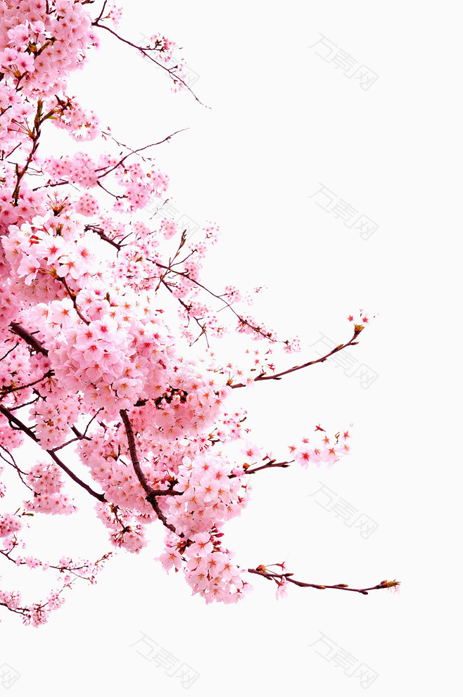 万素网 免抠元素 装饰元素 樱花 图片素材详细参数: 编号10999 分类