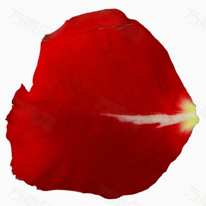 玫瑰花瓣