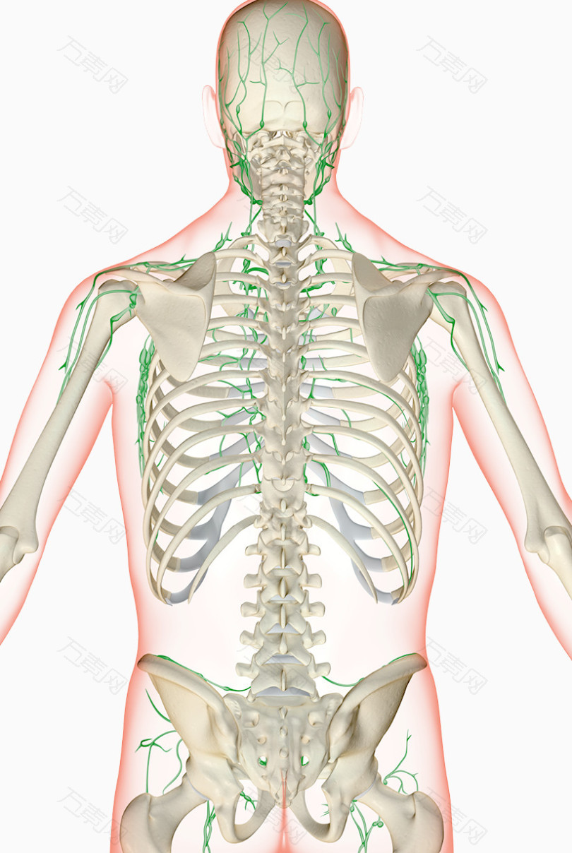 人体经脉骨骼分布图