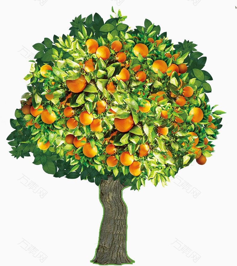 手绘橘子树