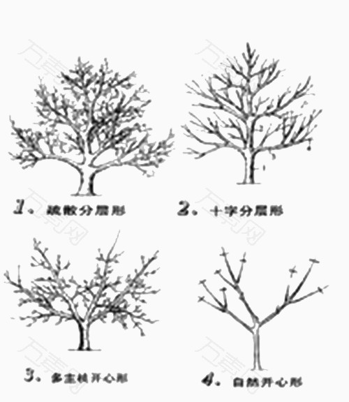 核桃树分层形