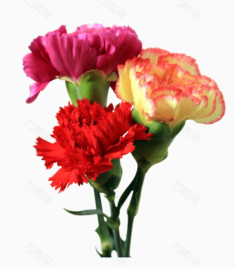 母亲节使用花卉康乃馨三色康乃馨花束