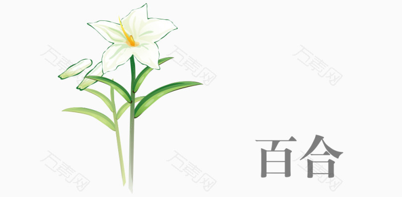 中药百合