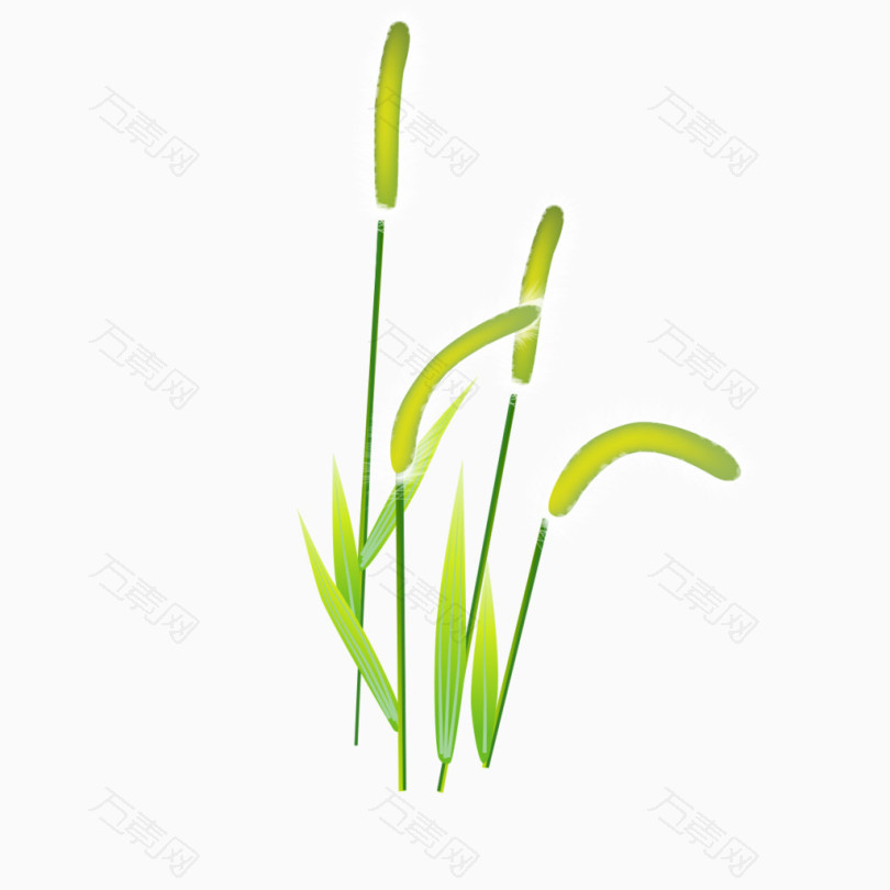 狗尾草的图片