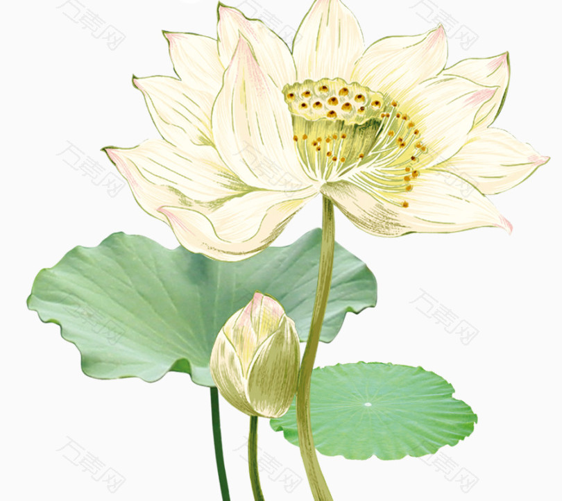 白色莲花荷叶清新  图片素材详细参数: 编号170196 分类卡通手绘 颜色
