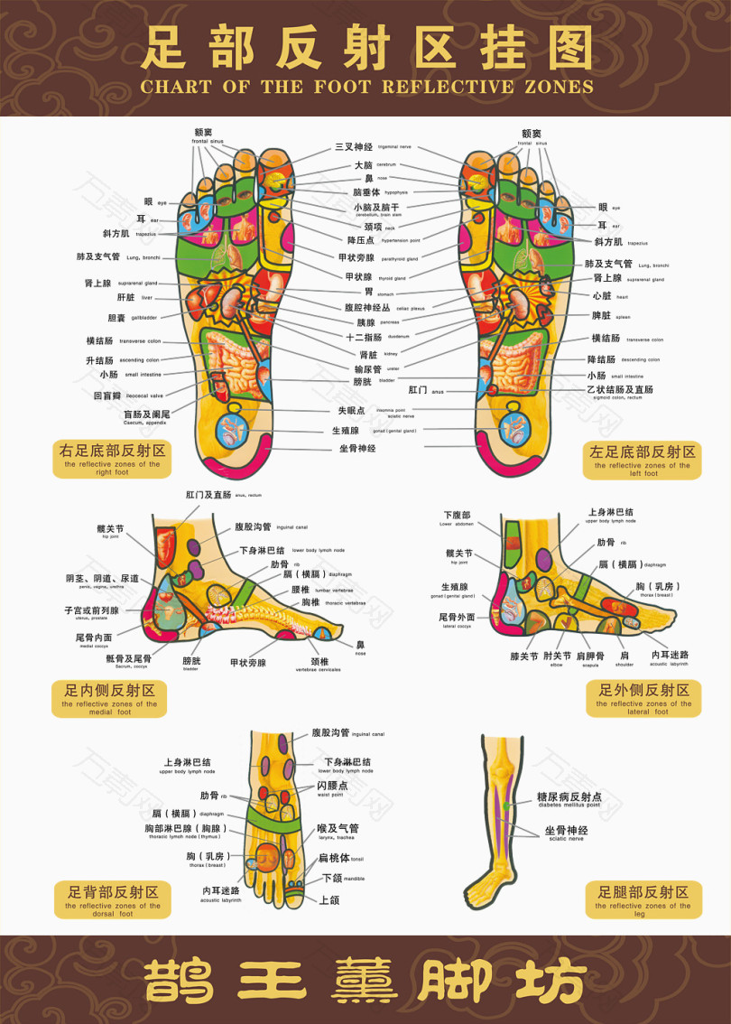足浴反射区挂图