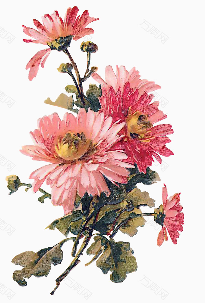 花朵素材库