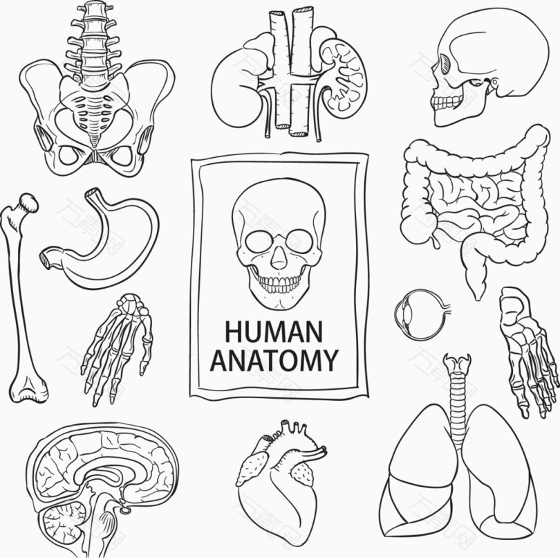 矢量手绘人体骨骼器官