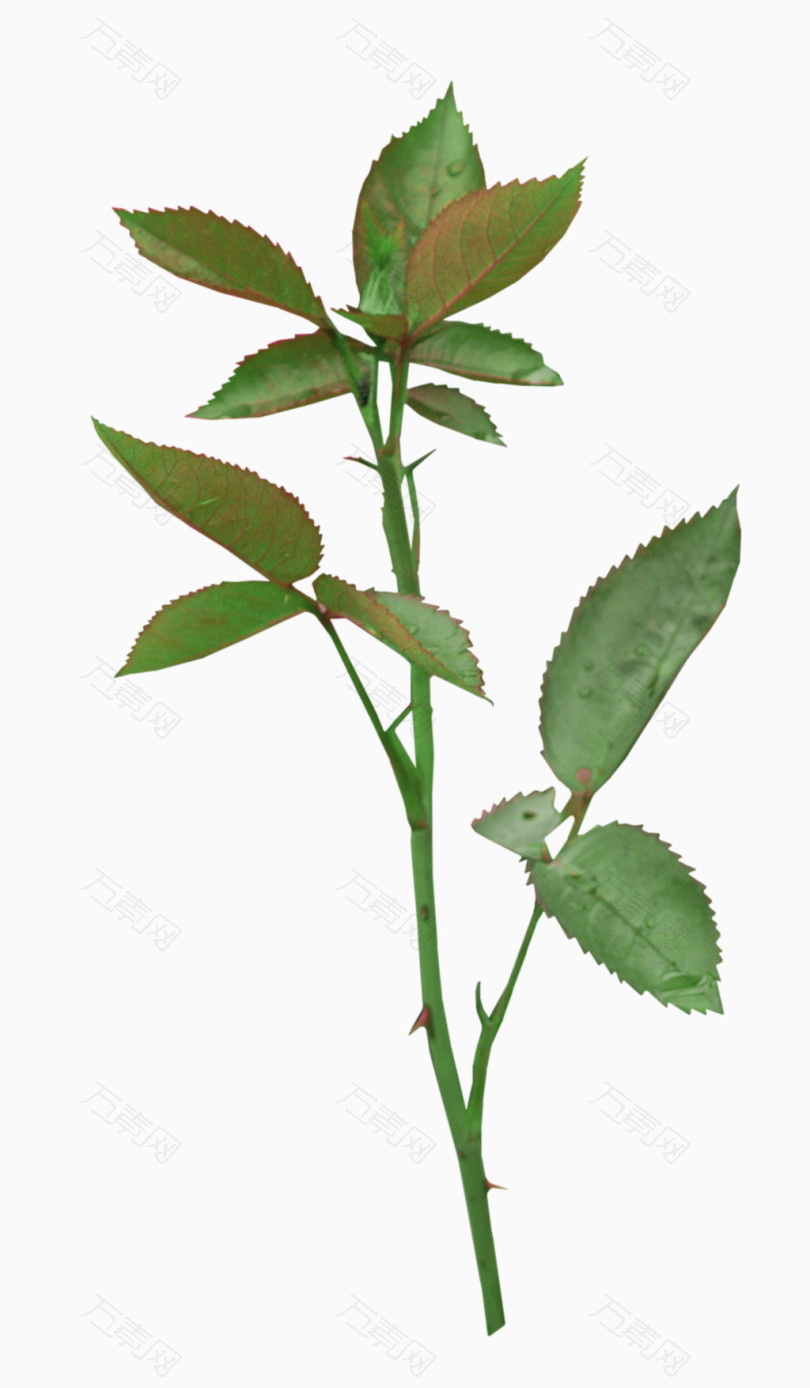 玫瑰花枝