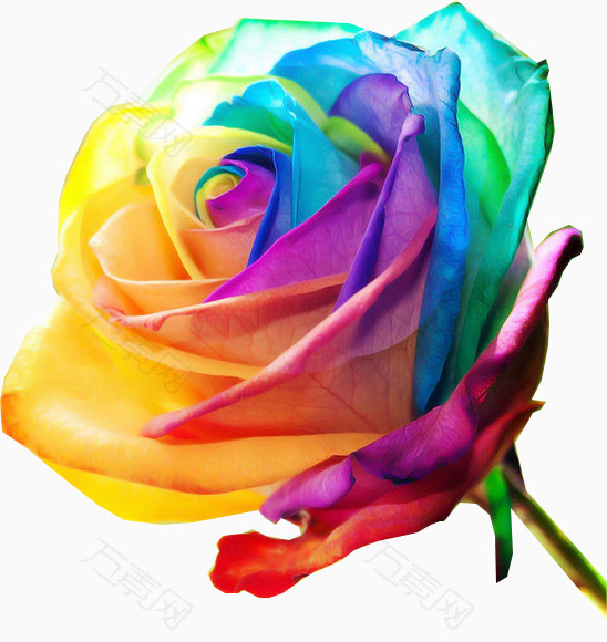 彩色玫瑰 玫瑰花 花朵 彩色花朵 五彩缤纷 七彩花 鲜花 玫瑰