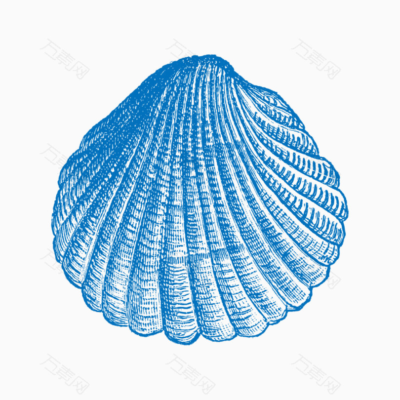 卡通手绘线条绘画蓝色贝壳