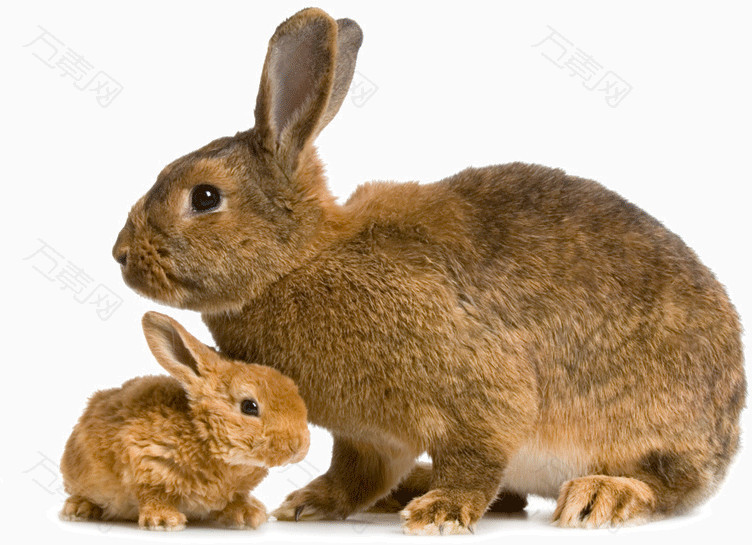 兔子小兔子动物素材