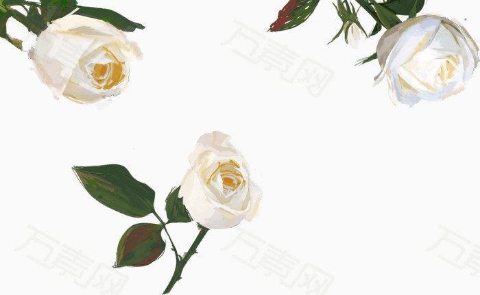万素网 素材分类 白玫瑰