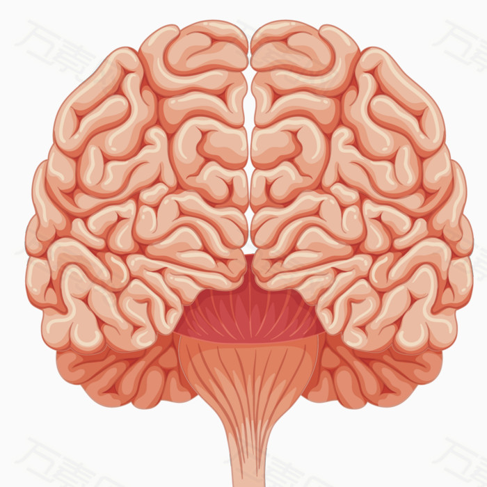 矢量人体大脑