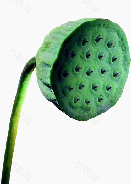 莲子免抠png  图片素材详细参数: 编号357145 分类花卉植物 颜色模式