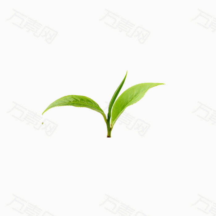 小草茶叶绿色素材