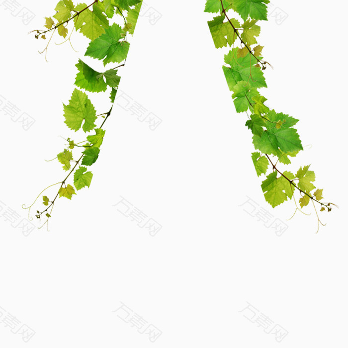 葡萄藤素材植物png