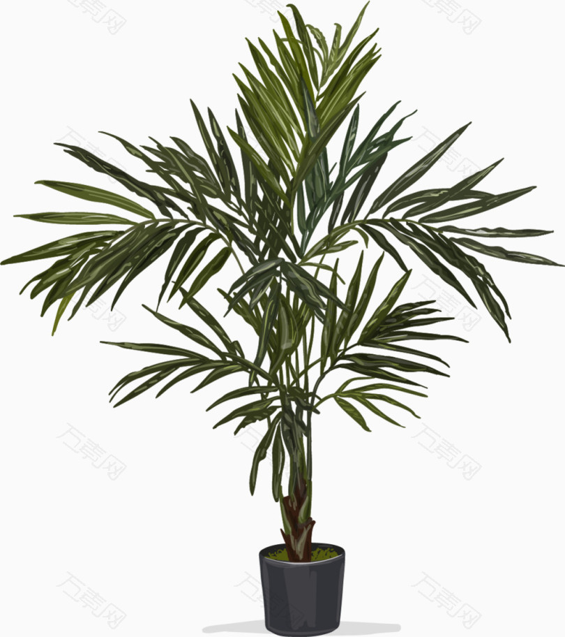 逼真的针叶植物盆栽图片