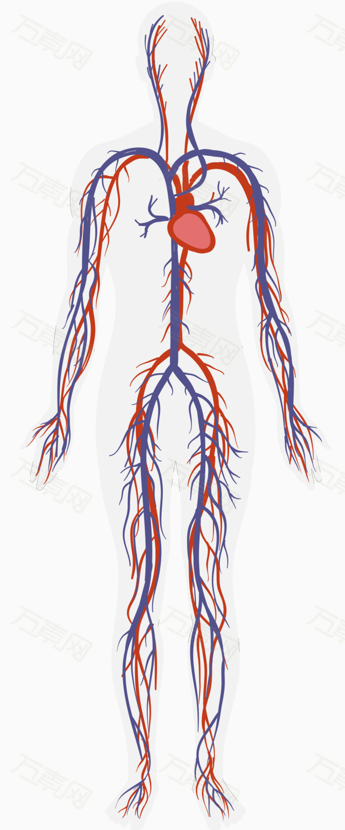 人体血液循环系统图片免费下载_卡通手绘_万素网