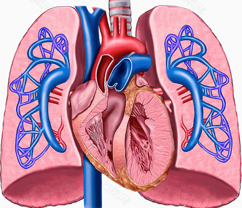心脏肺部血管图片