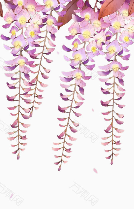 灿烂的紫藤花图片素材