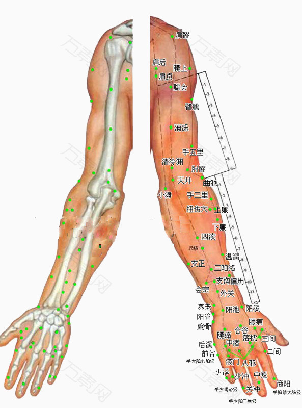 胳膊上的穴位