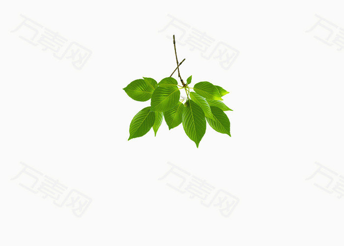 绿色树叶好看