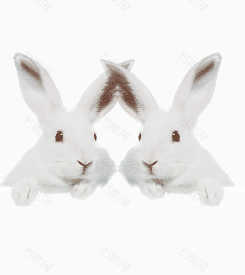两只可爱小白兔_装饰元素_800*900px_编号48