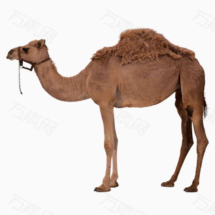 骆驼  沙漠动物  动物  骆驼素材  沙漠素材