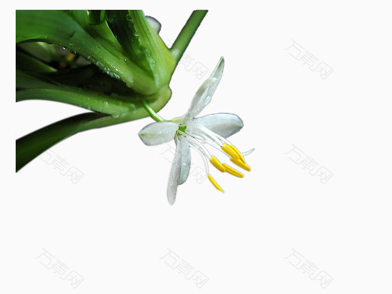 免抠元素 白兰花万素网提供白兰花装饰元素素材.该素材体积0.