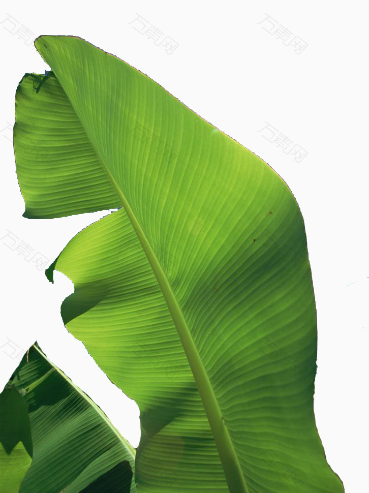 热带雨林绿色芭蕉叶