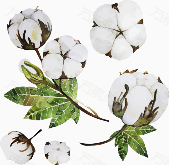 矢量手绘棉花