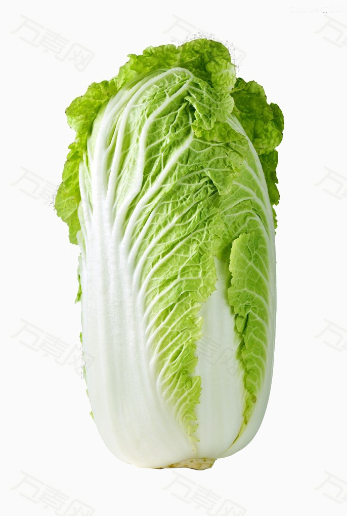 实物 大白菜 白菜 青菜 蔬菜 高清