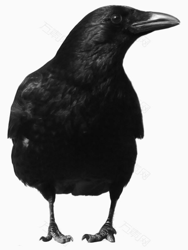 黑色小鸟