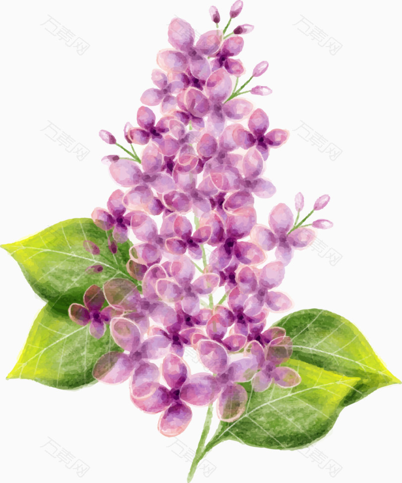 矢量手绘紫色丁香花_卡通手绘_1728*2078px_编号_png