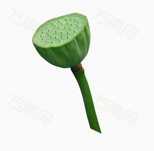 万素网 素材分类 莲蓬  8107 万素网提供莲蓬png设计素材,背景素材