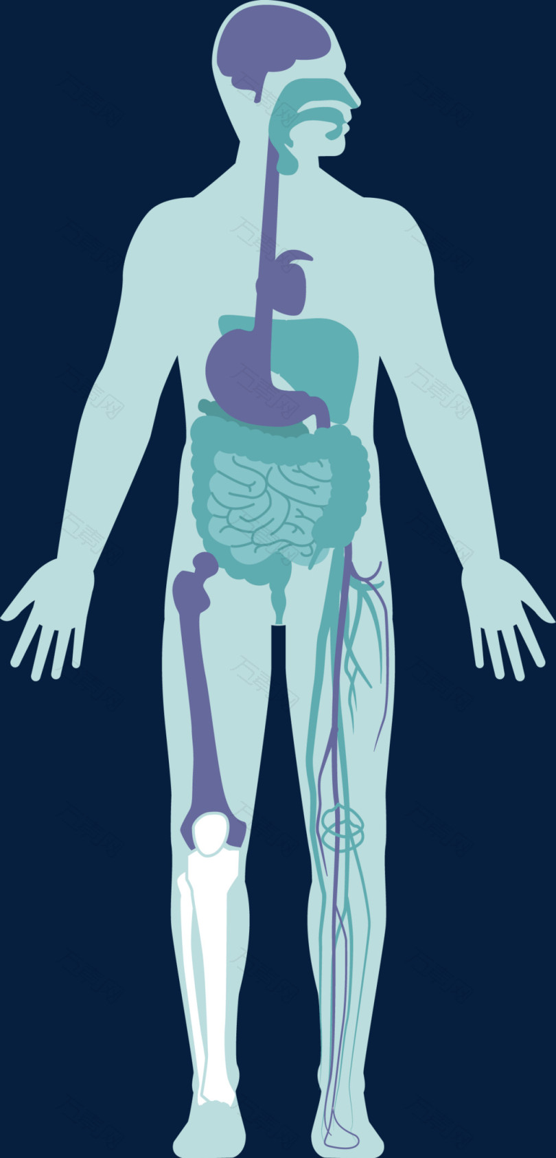 人体消化系统矢量图