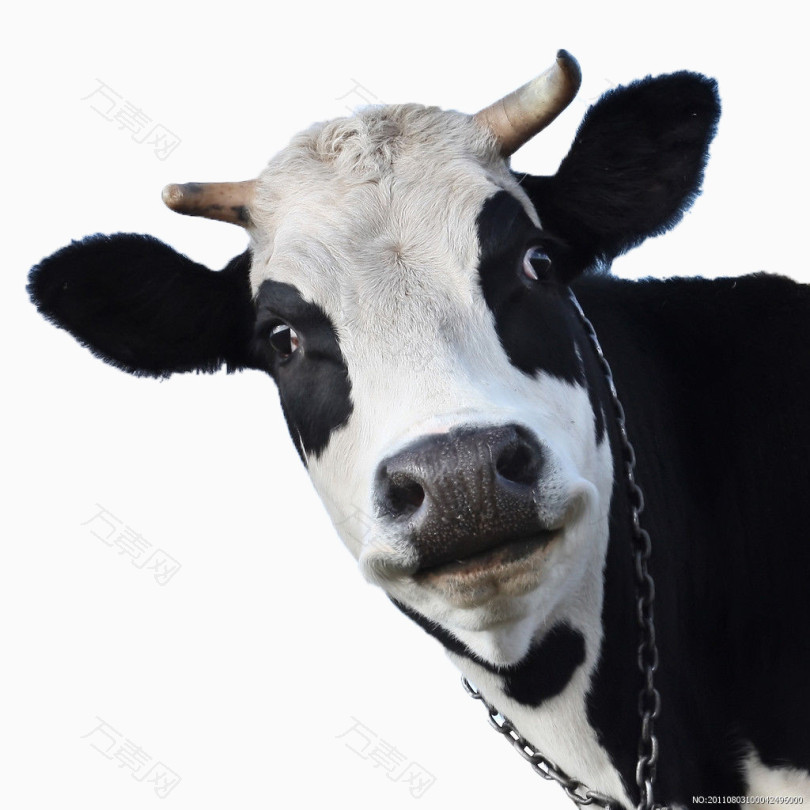 产奶的奶牛