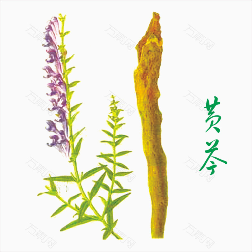 黄芩