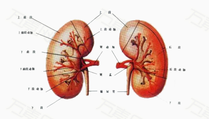 人体器官肾脏