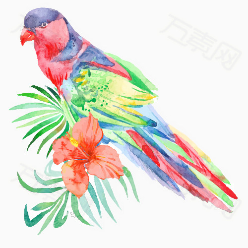 鹦鹉 鸟 水彩画 手绘 水粉  