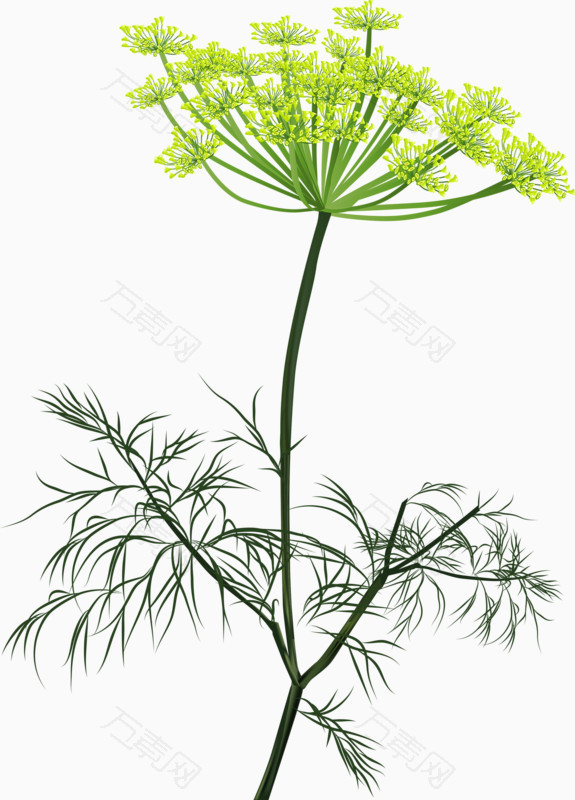 手绘茴香免费下载 食材