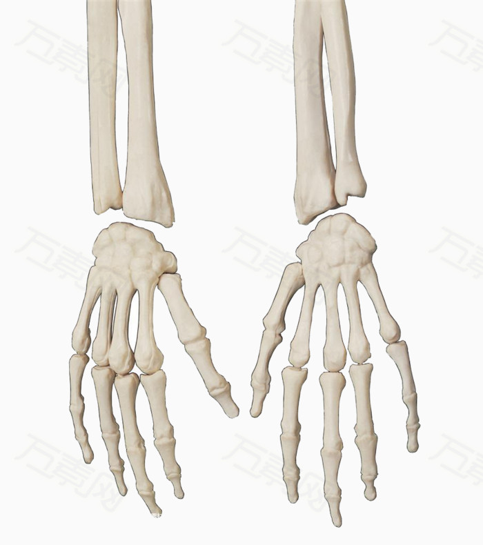 手骨骼