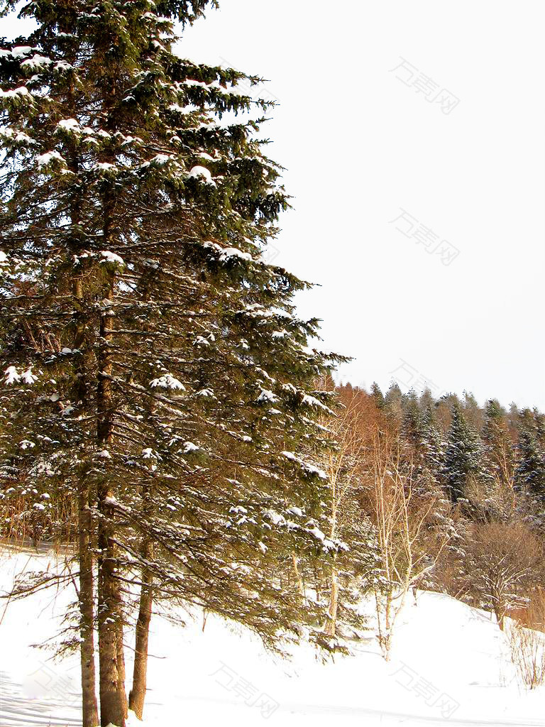 山林,雪山,松林,松树林,山野,雪野,雪地,冬季山坡,东北,雪乡,地方景点