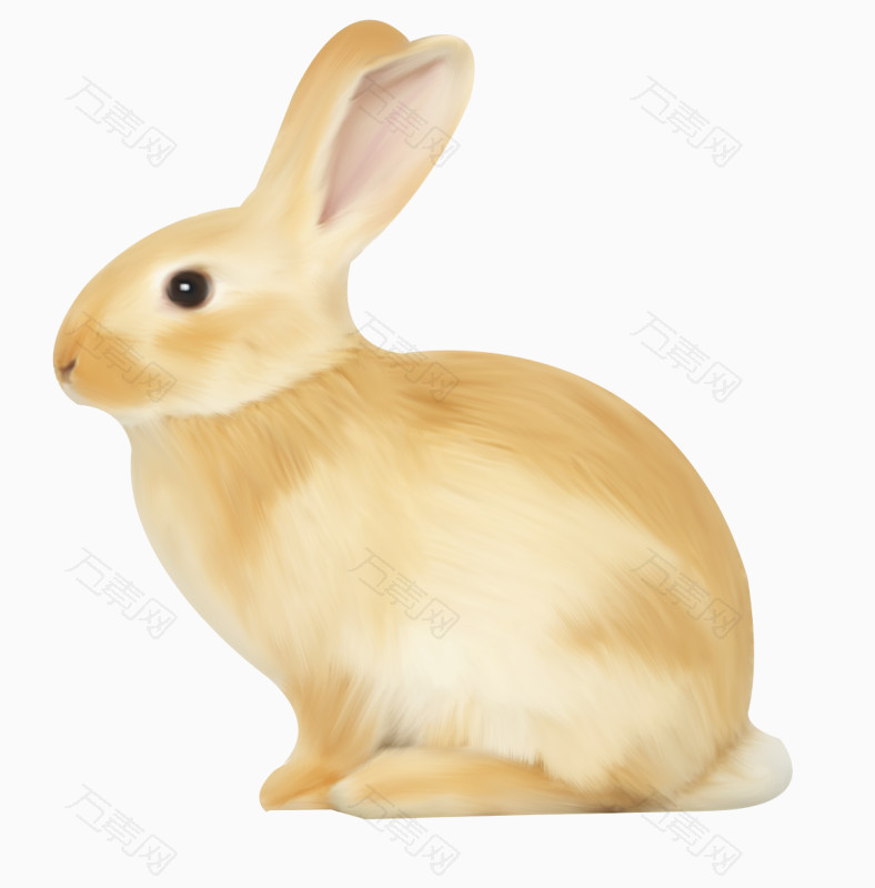 可爱的小兔子  图片素材详细参数: 编号2443475 分类装饰元素 颜色