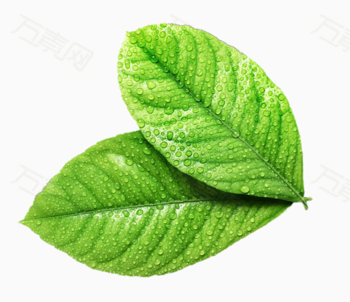 布满水珠的两片绿叶