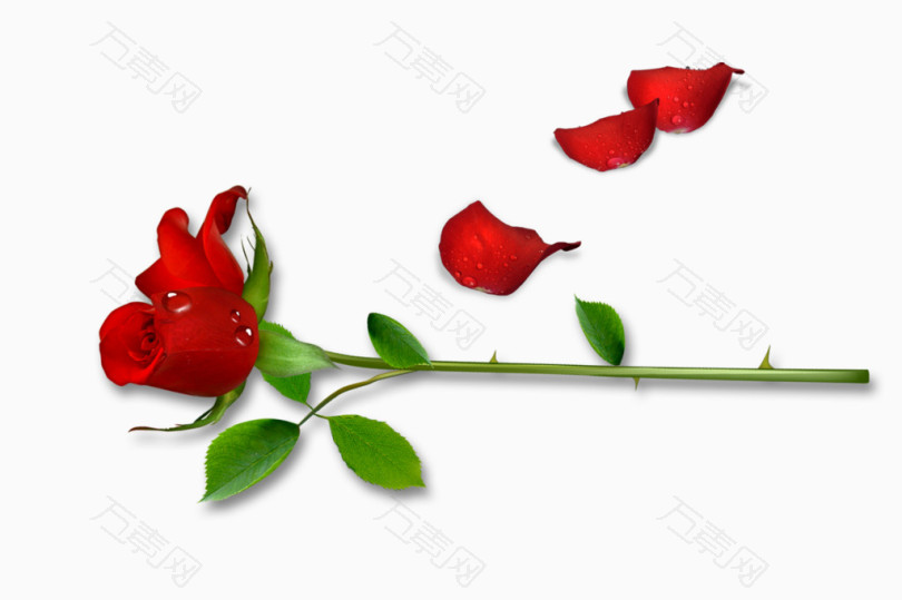 一枝红色玫瑰花
